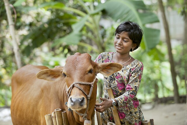 Through the BRAC and Benetton Group project for Rana Plaza survivors, Rahela was assisted in finding a new work opportunity to ensure her family's livelihood. Because she is now afraid to enter buildings, Rahela chose livestock management and was given a calf. Limia, Rahela’s oldest daughter has affectionately named their new calf Munia. “She is like my pet,” said Limia.