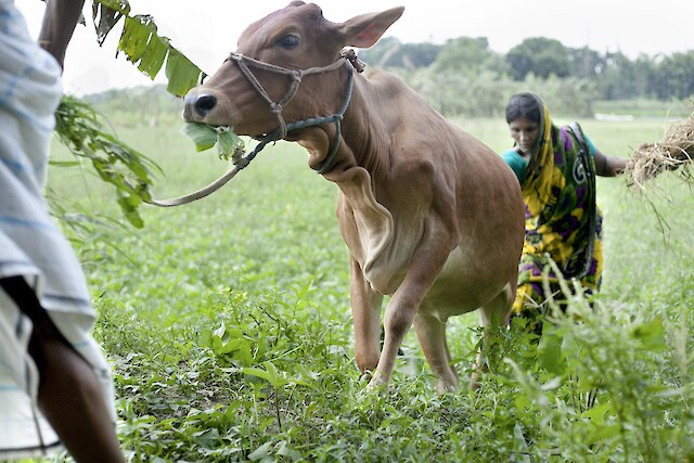 Rahela is happy with her choice because she can stay close to home. Before receiving the calf she attended a three-day training, facilitated by BRAC, on rearing and maintaining livestock. Today, BRAC field officers continue to follow up on Rahela and frequently check in on her calf’s progress.