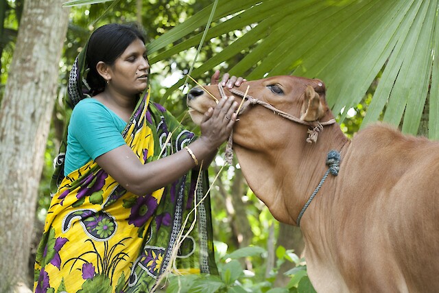 In a few years, Rahela hopes that her calf will grow up to be a good and steady source of income for her and her family. “I have big dreams,” she said. “After making some money by selling my cow’s milk, I want to start my own business of selling sarees from house to house.”